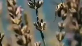 И за ето го кто ето зделал, он попадёт в ад.