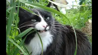 Травоядный кот