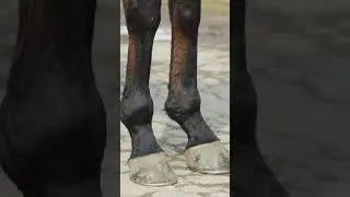 Танцующие лапки котика 