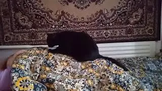 кошка Шипучка делает массаж