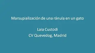 Marsupialización de una ránula en un gato