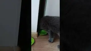 Діла ішли...😭 #catsofyoutube #cat #смішнівідео #scottishfold