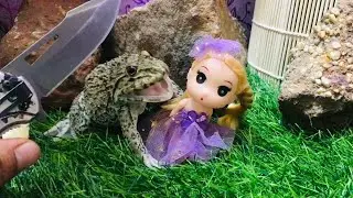 bodyguard frog protect beautiful girls 👧 funny frog frog screaming