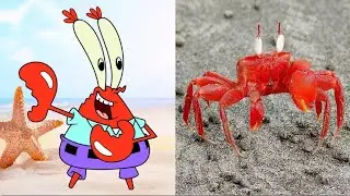 SpongeBob SquarePants in Real Life ! All Characters