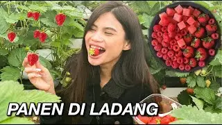 PART 1 - PANEN STRAWBERRY SAMPE PUAS!! KETAGIHAN MAKAN SAMPE KEKENYANGAN 🤢😂