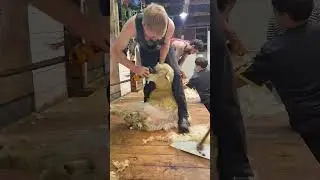how to get you're favorite sheep nude in under 45 seconds 