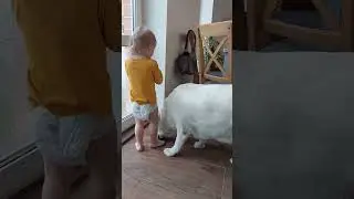 Как надо есть мороженое 🍦  Смешная малышка и собака.