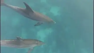 Freediving at Dolphin House, North Route, Red Sea May 2023