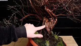 Relaxing Repot Yamadori Bonsai Material (ambient music)