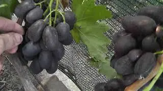 Сорт винограда 