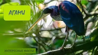 АГАМИ🐦/Животные life/Птицы/Животные/Интересные факты