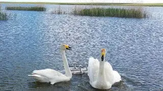 Птицы с выводками в Даурском заповеднике