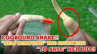 EGGBOUND SNAKE!! HELP REMOVING THE STUCK EGG TO SAVE HER LIFE 2024!