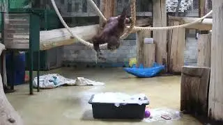 Приключения тазика у Оле