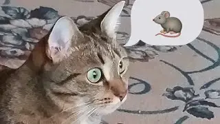 ‼СЛАБОНЕРВНЫМ НЕ СМОТРЕТЬ‼Кошка поймала мышь и ест её!!!(ЭТО ЖИЗНЬ ХИЩНИКОВ).