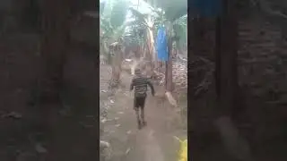 Venado un Carrero de bananas de Guacimo limón costa rica