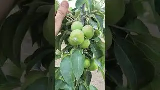 Колоновидная яблоня, сорт "Арбат",первый урожай#сад #садоводство #яблоня #садовод