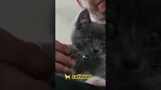 🐈 😻 cat lover ♥️ ❤️ #cat #music #remix #comedy #dj #techno #viralvideo #funnyshorts #trendingsound