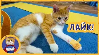 Игры котёнка Марсика