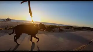 Bike rides with my dog Rawlie!