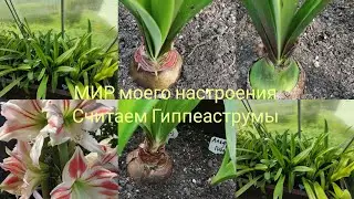 18.08.24 Гиппеаструмы в теплице, посчитаем луковицы