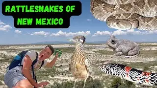 Rattlesnakes of New Mexico! (Pilot)