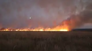 Пал травы