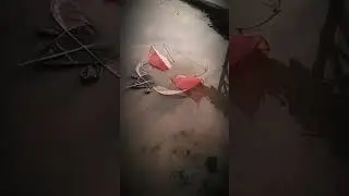 terbangin layangan gapangan banteng 🐑