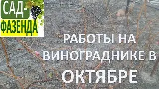 Работы на винограднике в октябре