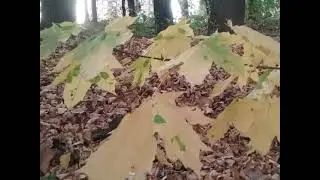 Осенние листья прощаются с веткой 🍁🍁🍁