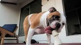 FUNNY DOG LOLA BRAINS
