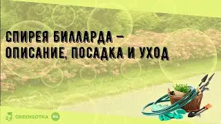 Спирея Билларда — описание, посадка и уход