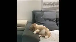 When Dying in Your Dream Makes You Die in Real Life