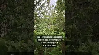 4 июля 2024 г.
