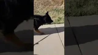 This German Shepherd likes to move his toy around on walks to find later