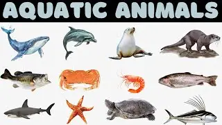 Aquatic Animals Names In English With Pictures | Sea Animals For Kids | English Vocabulary #animals