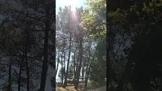 Дом отдыха Псоу Цандрипш Абхазия сосны