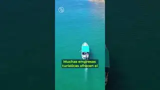Dia Mundial de las ballenas y delfines