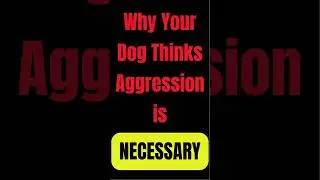 Why Your Dog Thinks Aggression is NECESSARY #shorts #dogaggression #stopdogaggression #dogtraining
