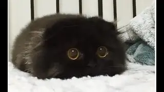 GIMO THE CAT - The Biggest Eyes Cat Ever
