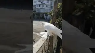 Черноносый голубка