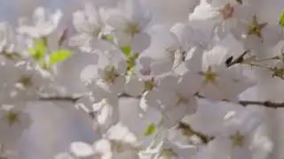 Spring Cherry Blossom Ontario | 4K Stock Footage Reel