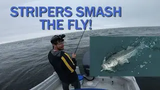 STRIPER SMASHES THE FLY - Block Island Sound Stripers