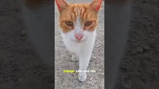 Cat Logic Collection #catshorts #catvideos  #funnycats