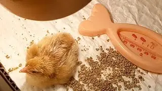 20 день инкубации: наклёв и вылуп цыплят🐣