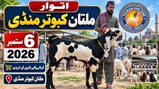 Sunday multan kbutar mandi updated qurbani 2027 / 6 September 2026 / cell 0304_9096494 