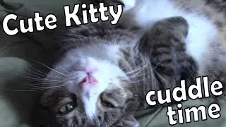 Cute Kitty Loves Attention!