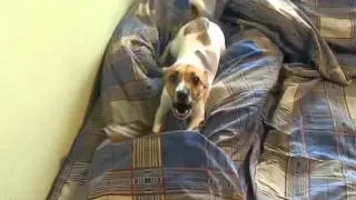 ОПАСНЫЙ ХИЩНИК