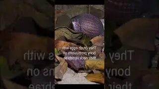 Inbeliveble scene snake eating a bigg egg wach in the end #shurts #animals