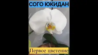 Сого Юкидан первое цветение...